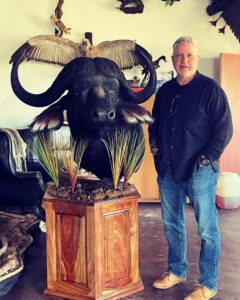 Cape Buffalo