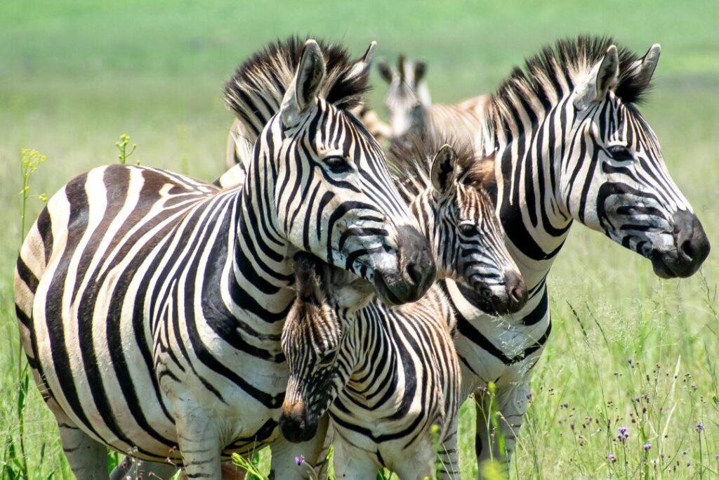 Close up of Plains Zebras in South Africa