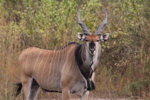 Eland 1