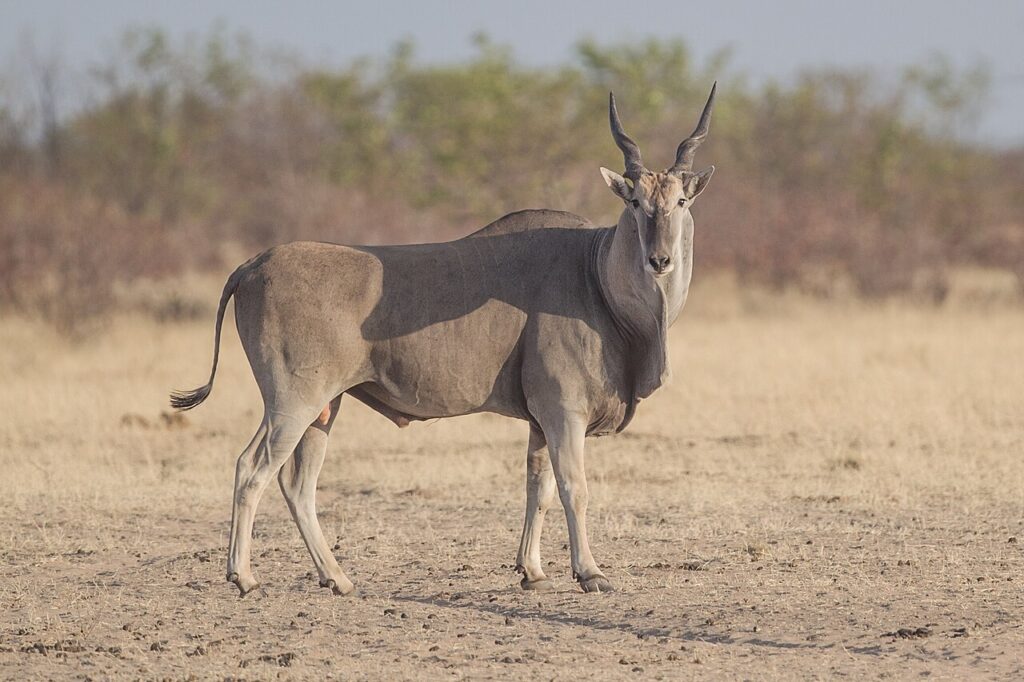Eland 2