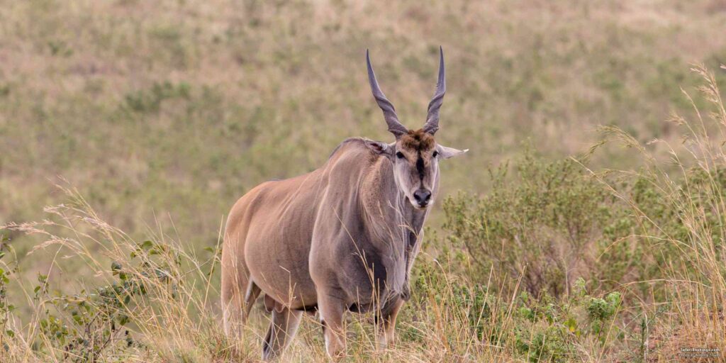 Eland 3