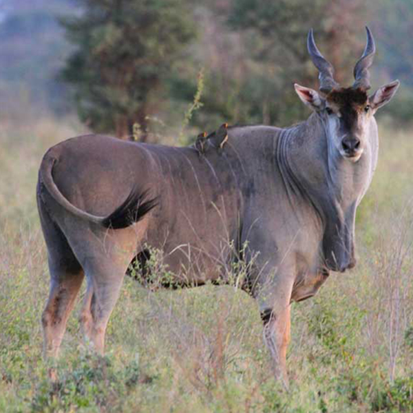 Eland 4