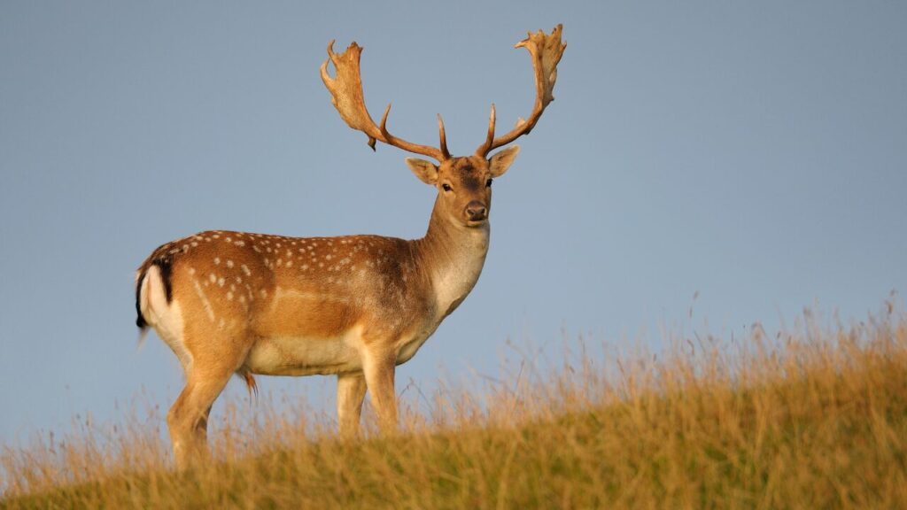 Fallow deer 1