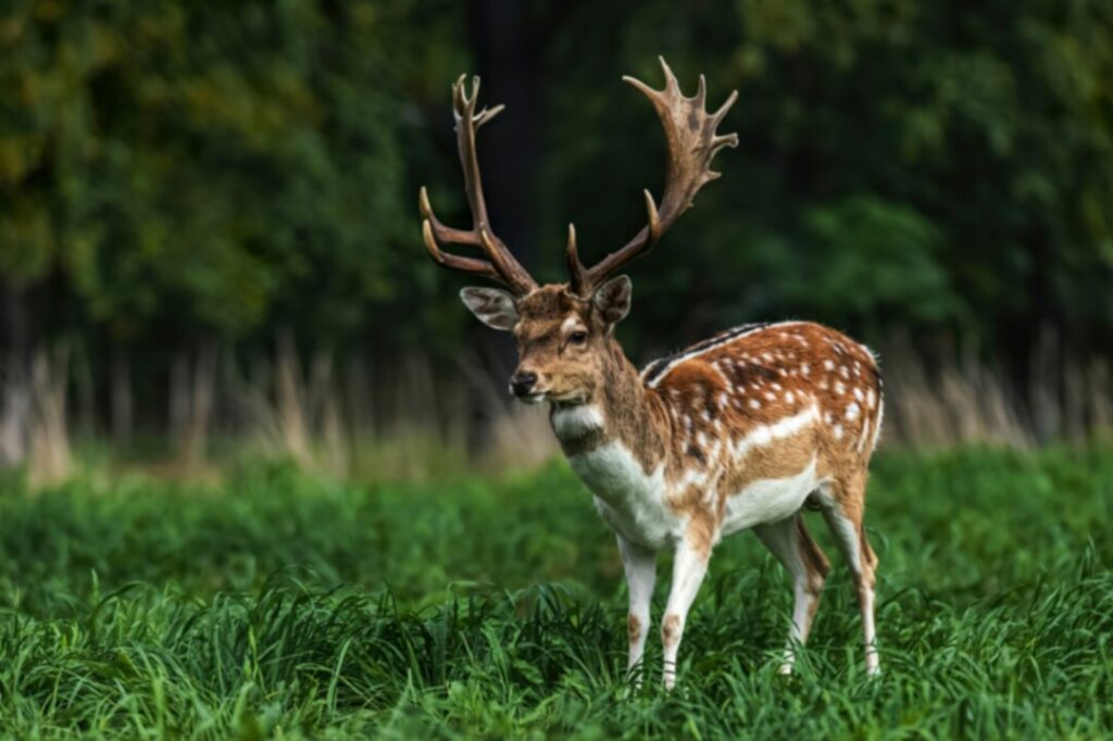 Fallow deer 2