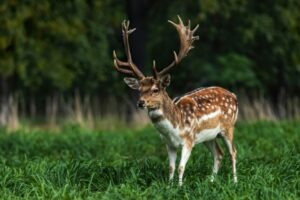 Fallow deer 2