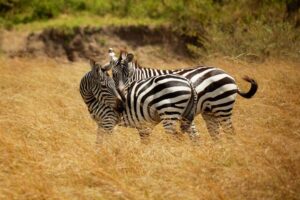 Plains Zebra most common and widespread species of zebra, black and white stripes in savannah