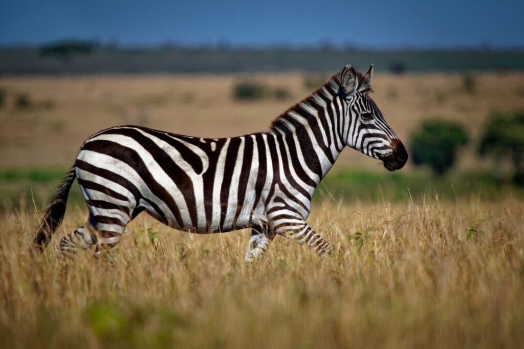 Plains Zebra most common & widespread species of zebra, black and white stripes in savannah