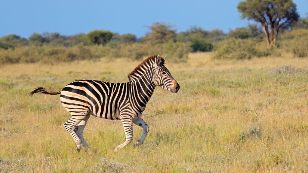 Plains zebra running in grassland, South Africa