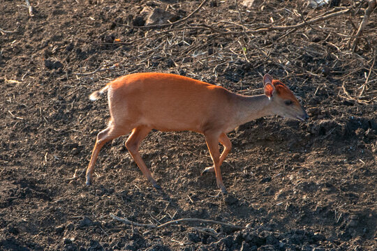 Red Duiker 1