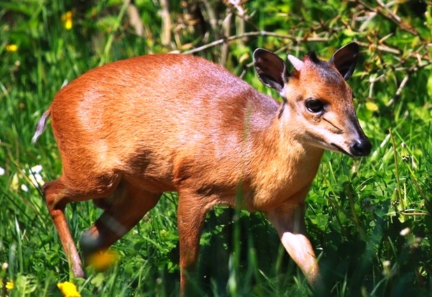 Red Duiker 2