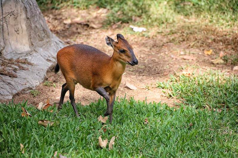 Red Duiker 3