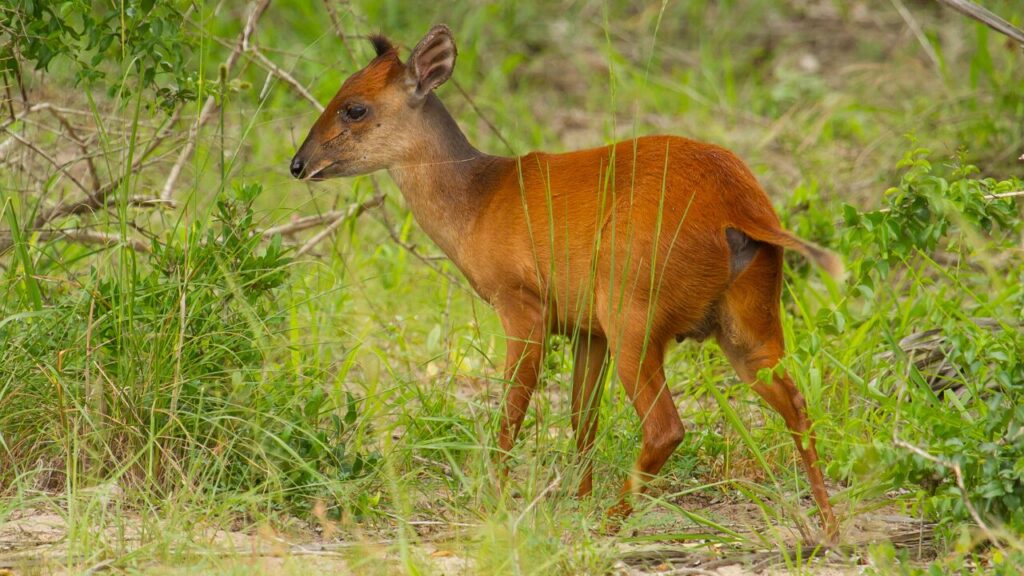 Red Duiker 4