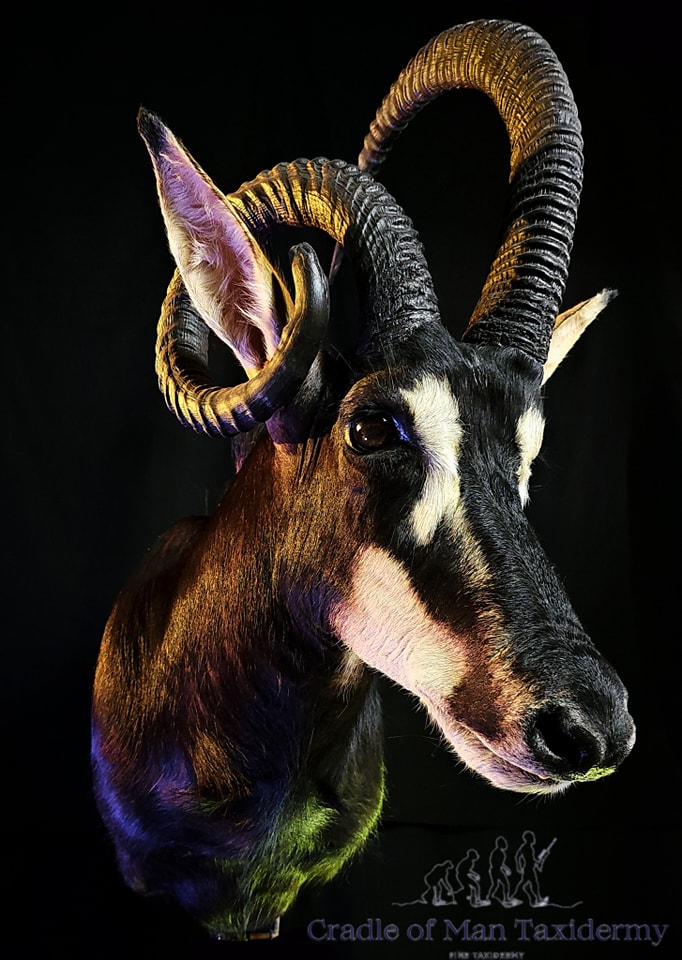 Sable Antelope (Swartwitpens) 01