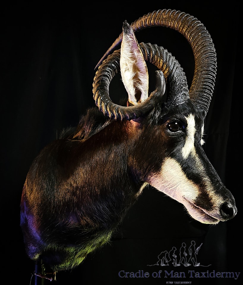 Sable Antelope (Swartwitpens) 02