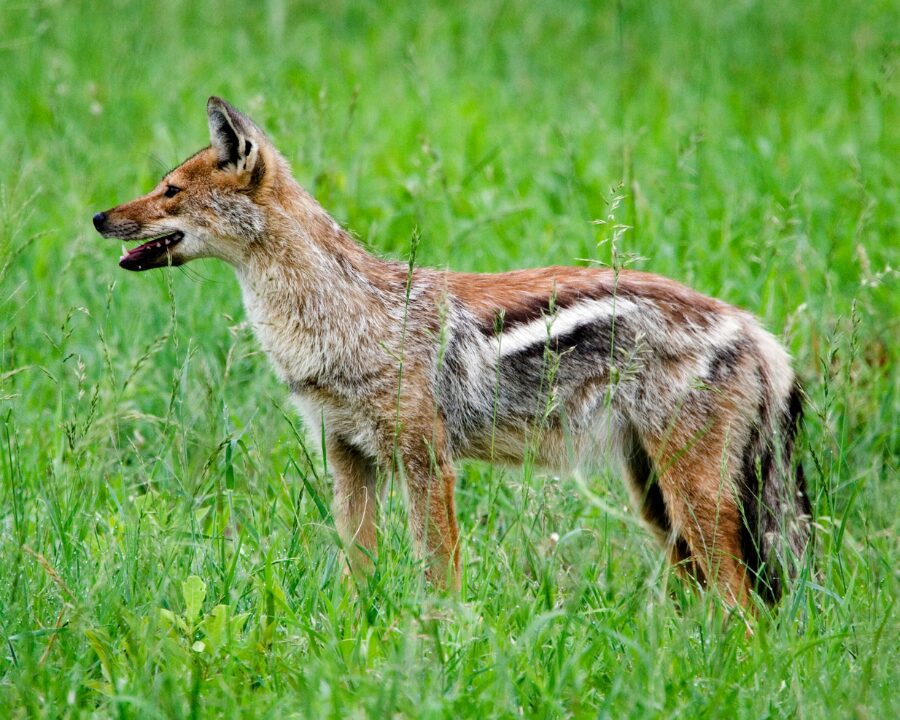 Side Striped Jackal 1