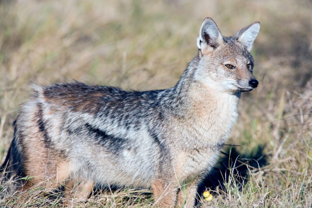 Side Striped Jackal 2