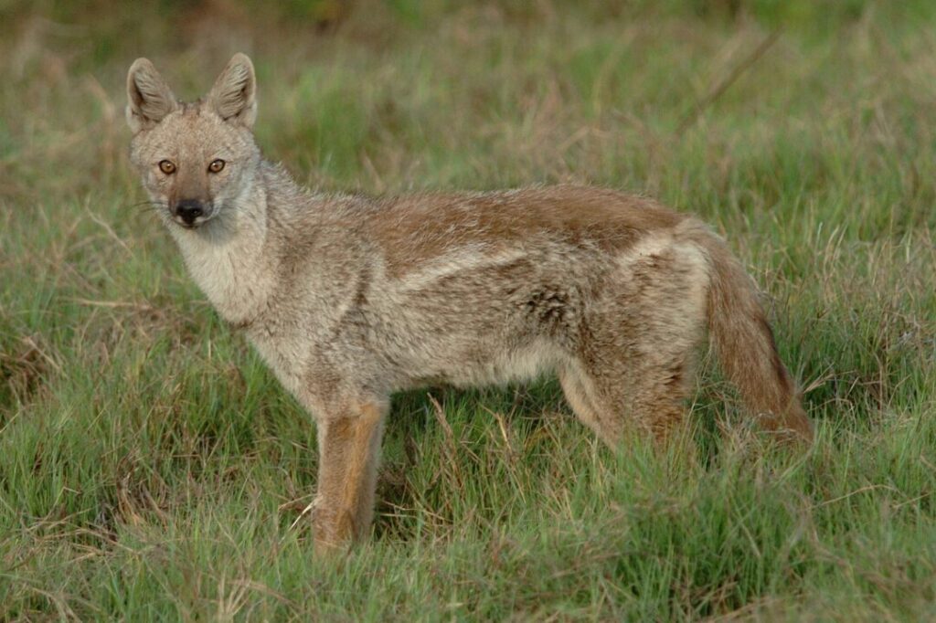 Side Striped Jackal 3