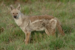 Side Striped Jackal 3