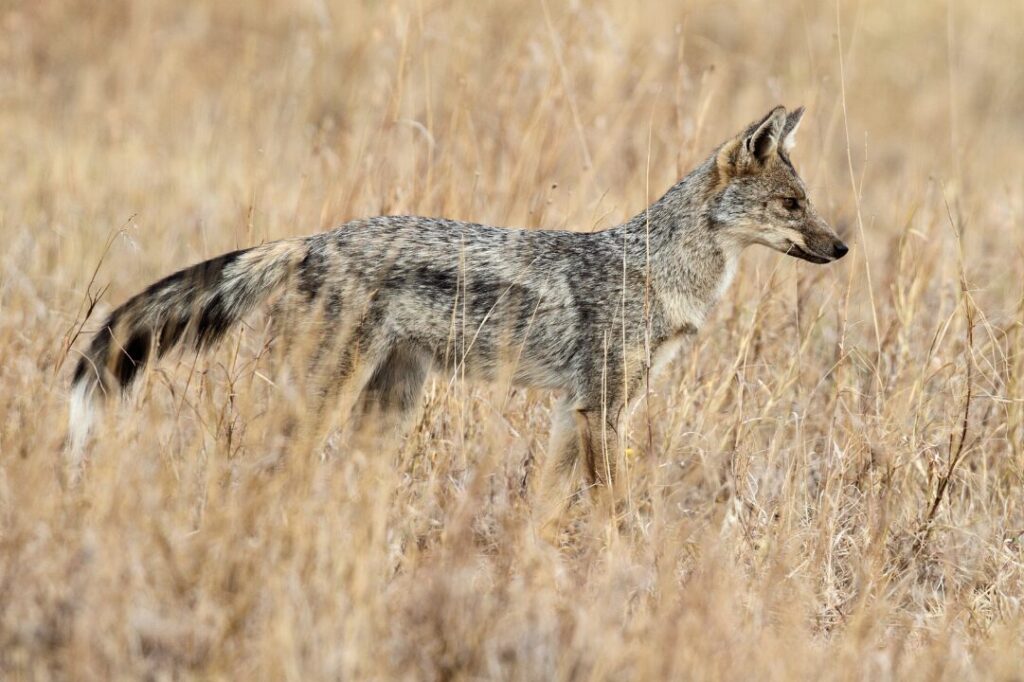 Side Striped Jackal 4