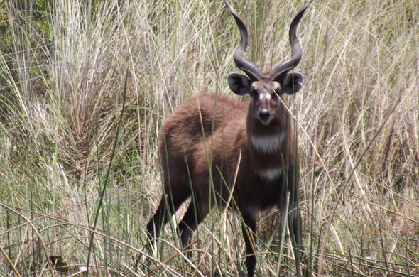 Sitatunga Waterkoedoe 1