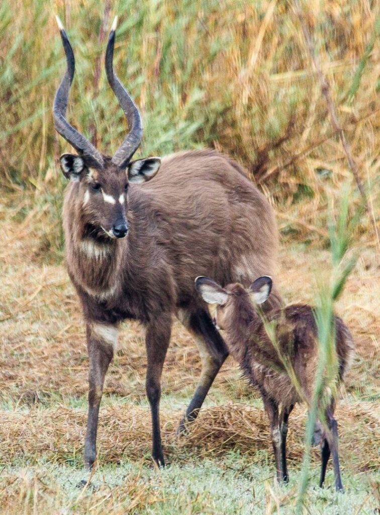 Sitatunga Waterkoedoe 2