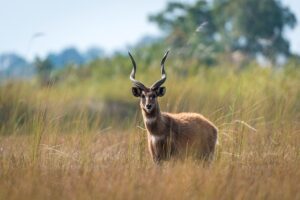 Sitatunga Waterkoedoe 3