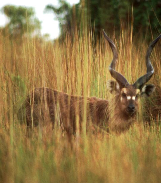 Sitatunga Waterkoedoe 4