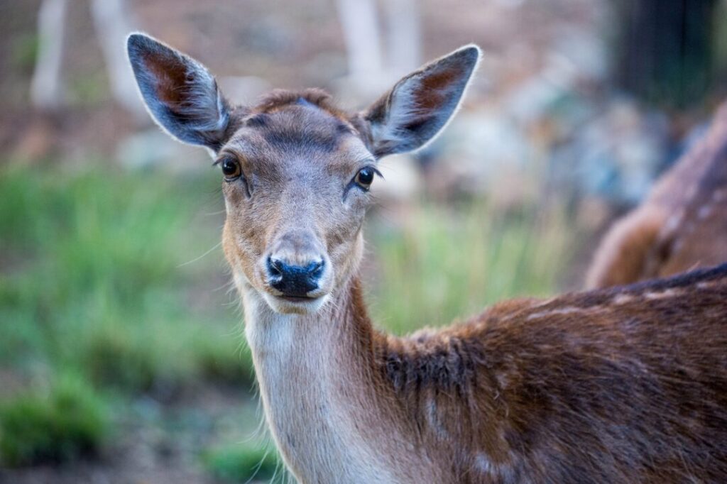 South Africa Fallow Deer 1