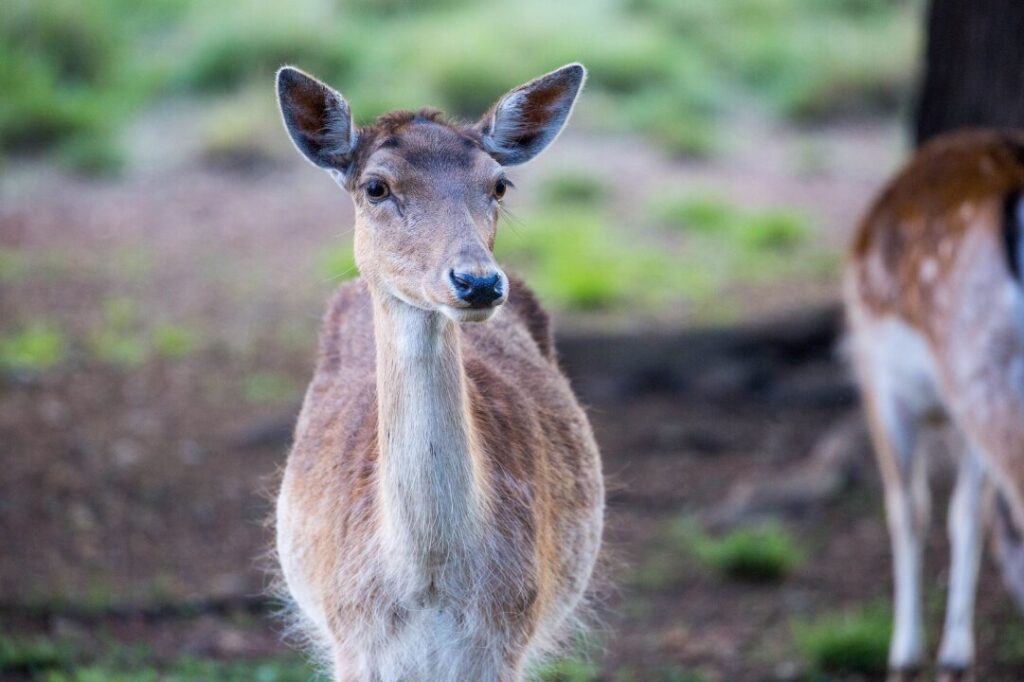 South Africa Fallow Deer 2