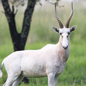 White Blesbok Wit Blesbok 3