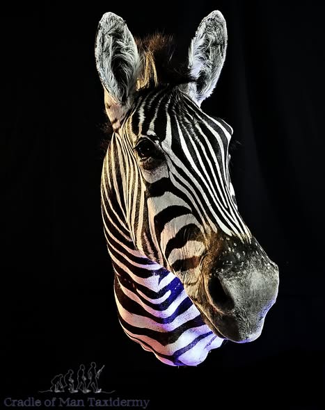 Zebra Mount 01