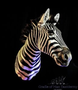 Zebra Mount 02