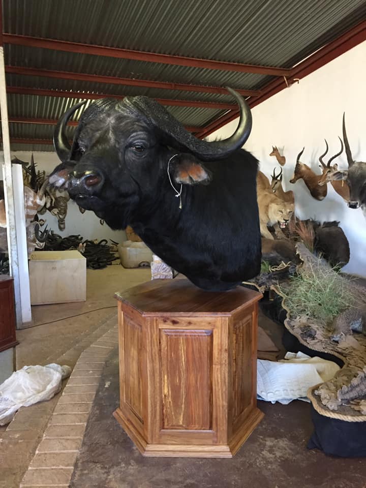 Cradle of Man Taxidermy 07