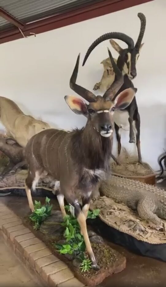 Cradle of Man Taxidermy 18