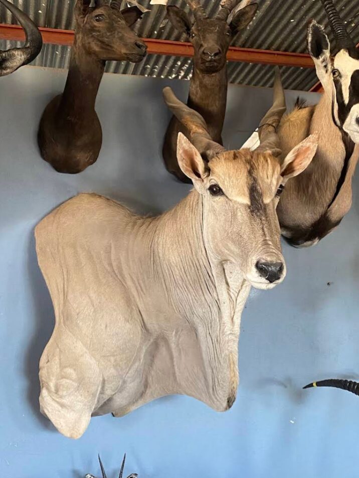 Cradle of Man Taxidermy 25
