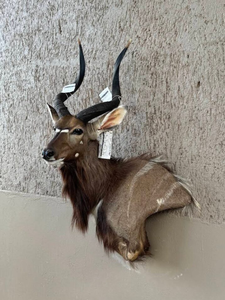 Cradle of Man Taxidermy 35