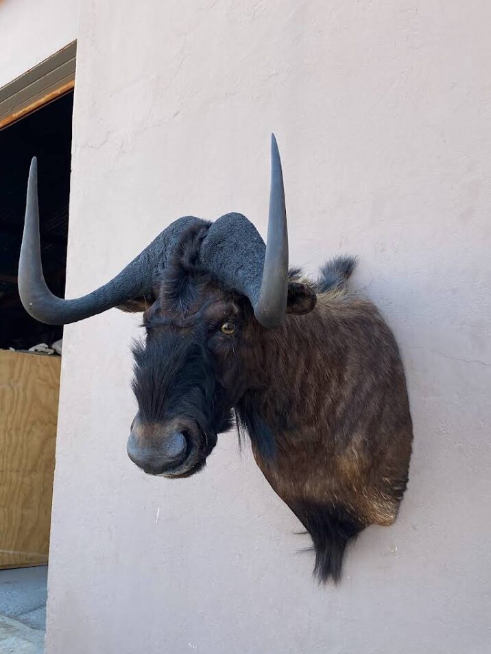 Cradle of Man Taxidermy 43