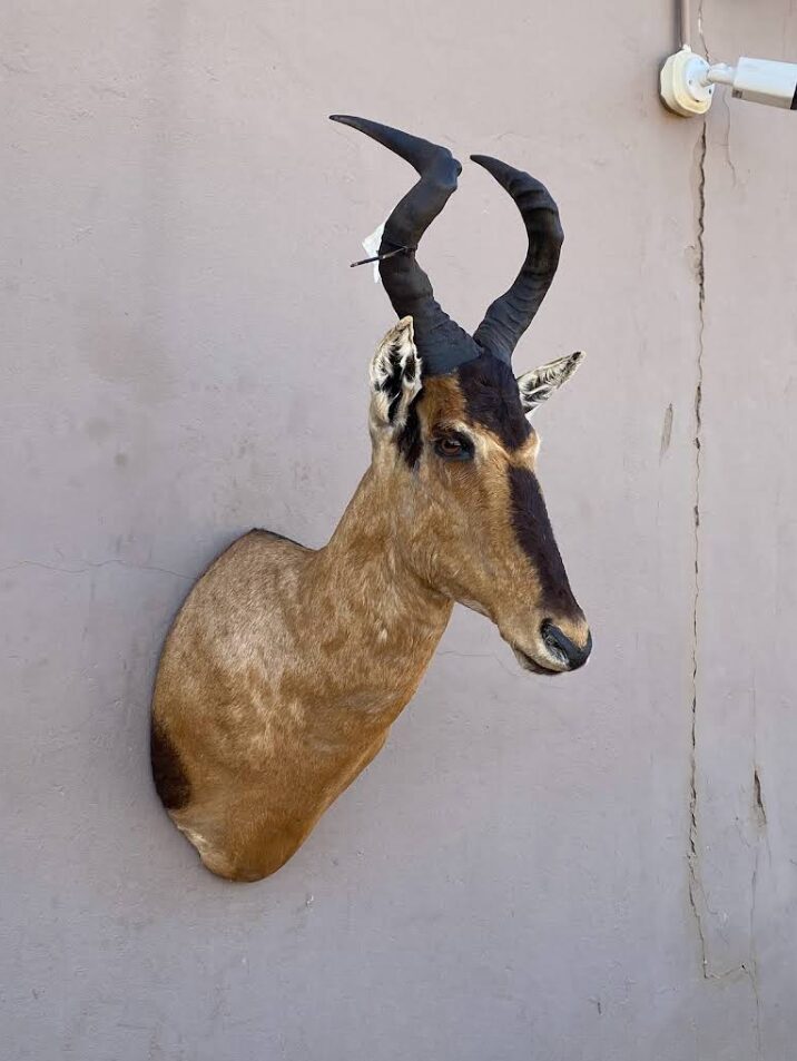 Cradle of Man Taxidermy 46