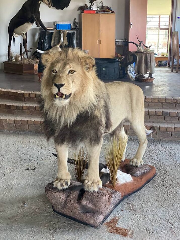 Cradle of Man Taxidermy 53